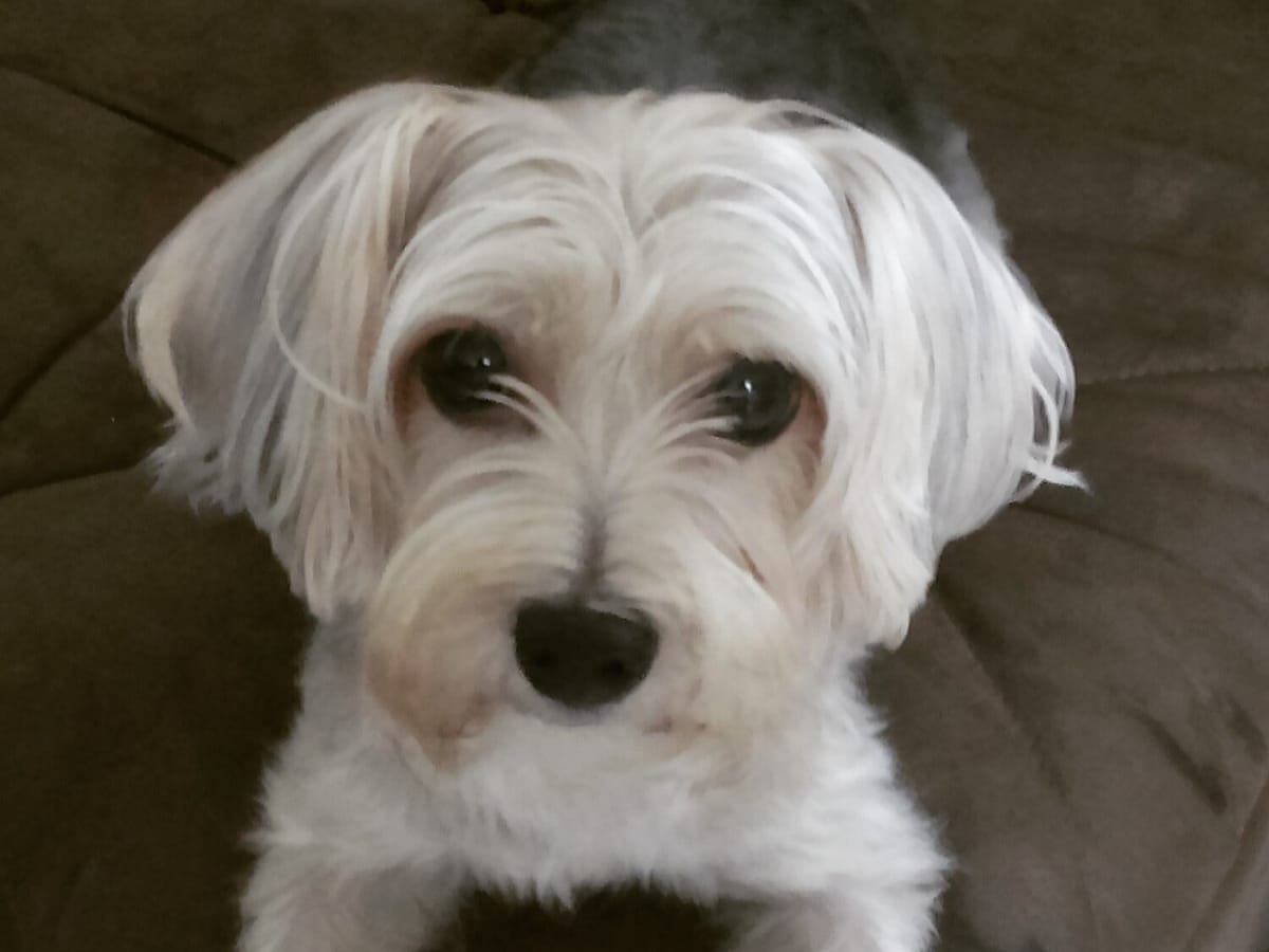 A fully grown Morkie