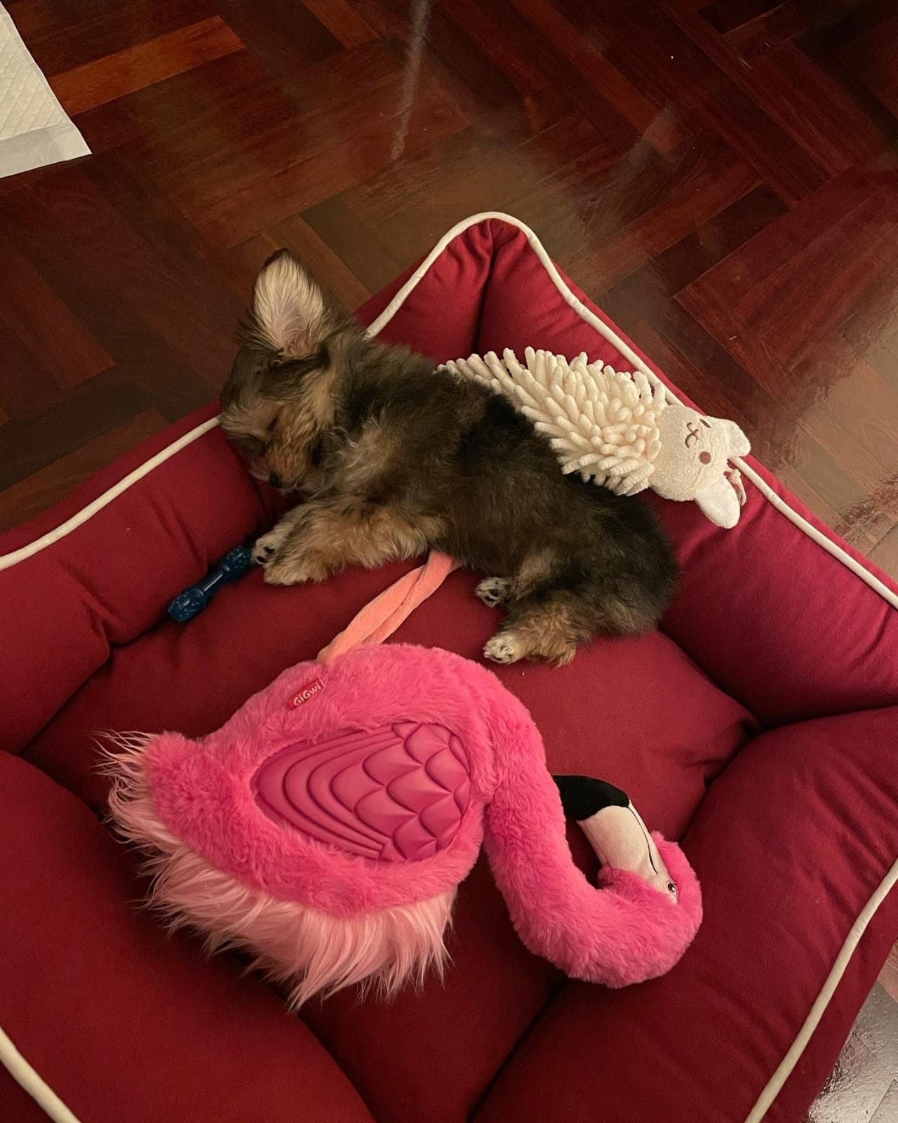 Gigi