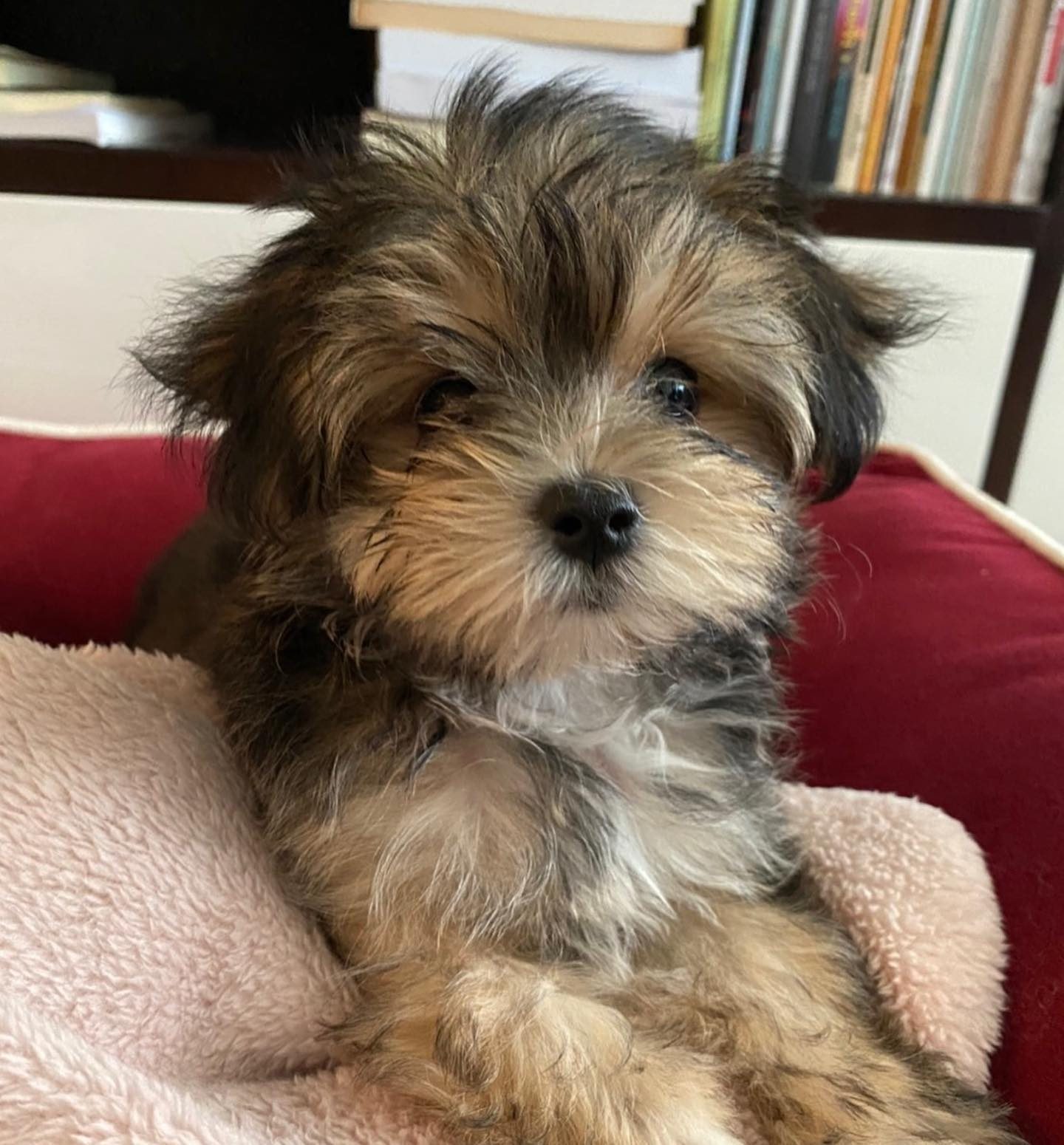 Gigi